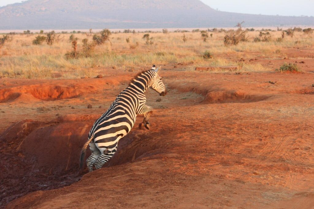 zebra, safari, tsavo, zebra, zebra, zebra, zebra, zebra, tsavo, tsavo, tsavo