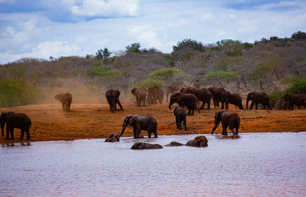 A herd of elephants standing next to a body of water